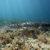 crocodile_american_chiq_jar_h_0514_cub2671.jpg